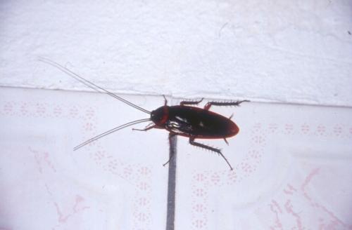 Periplaneta americana